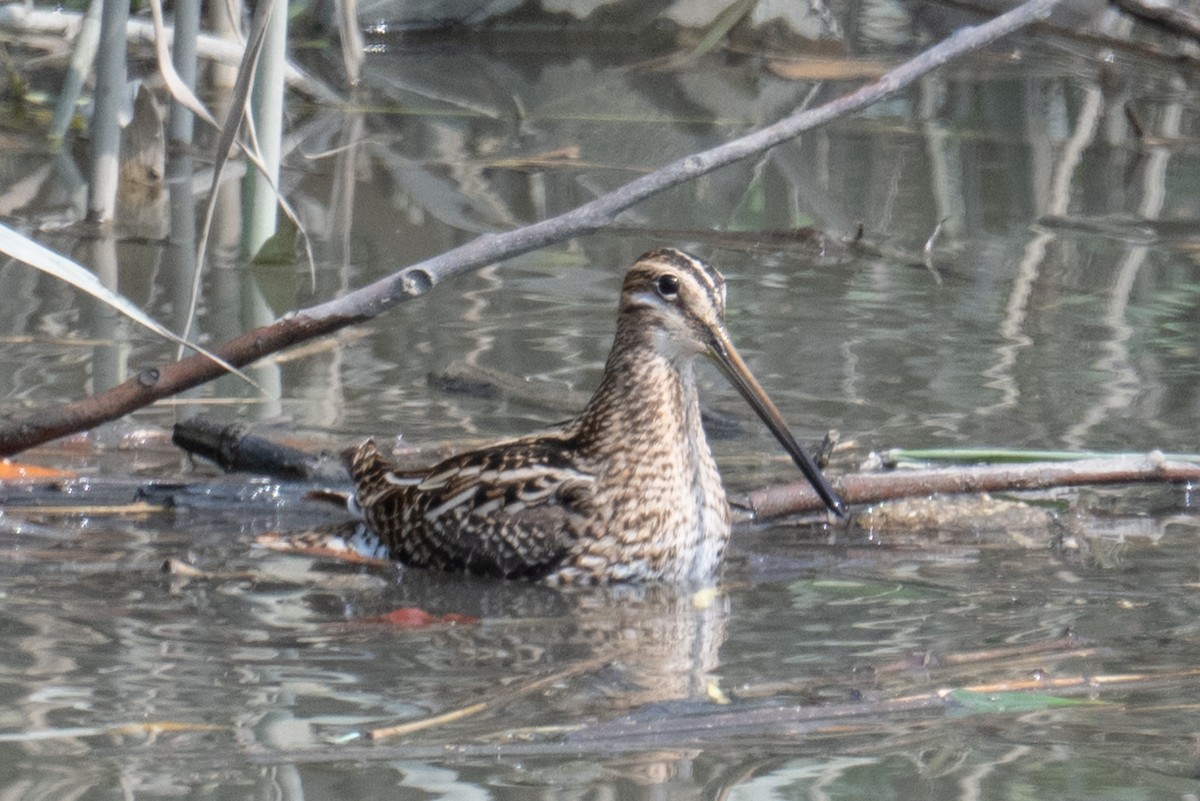 Common Snipe - ML634698578