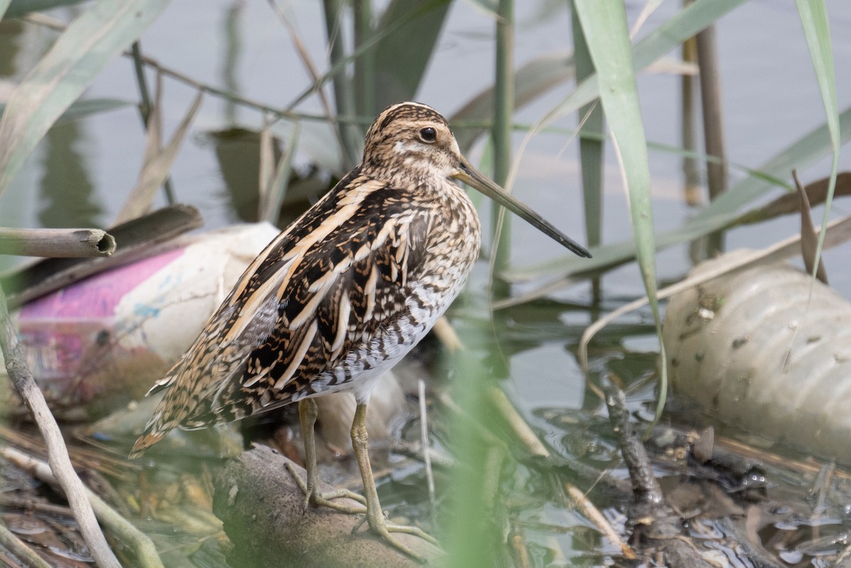 Common Snipe - ML634698579