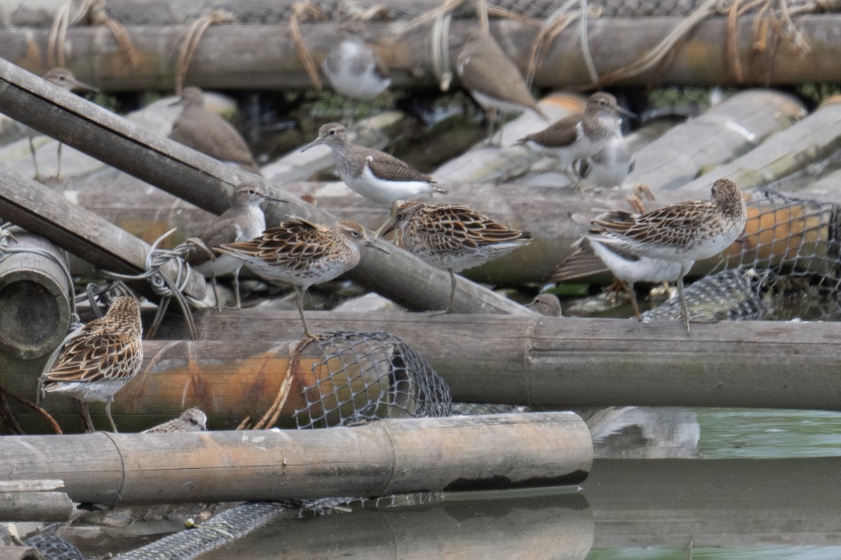 Sharp-tailed Sandpiper - ML634698689