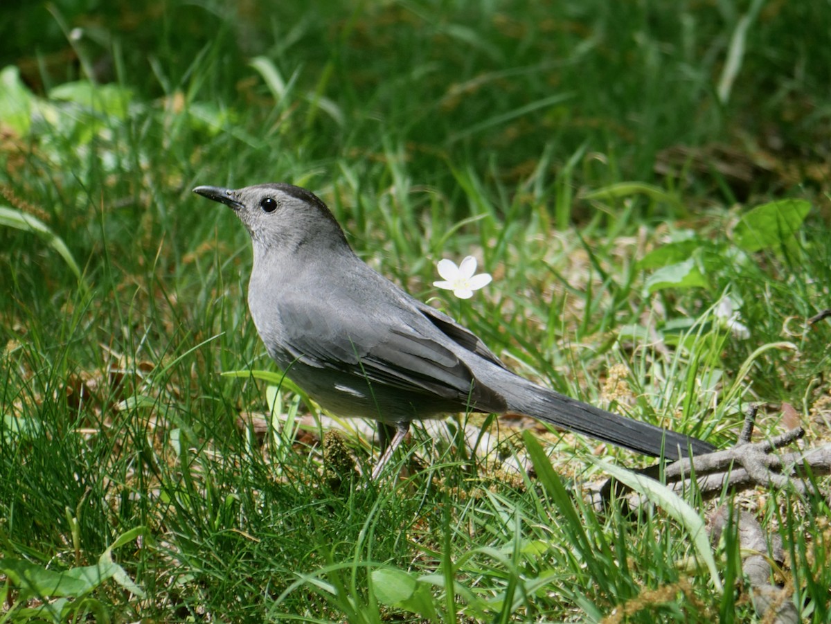 Gray Catbird - ML634698753