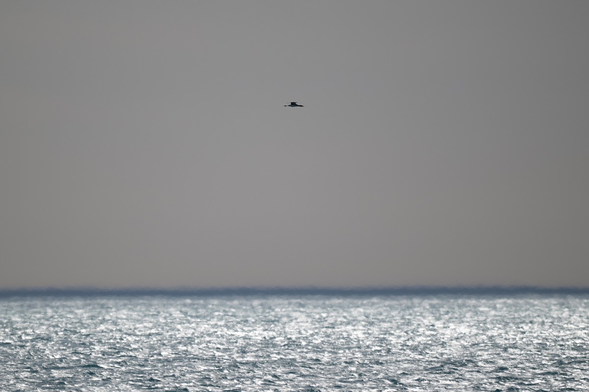 Common Loon - ML634698798