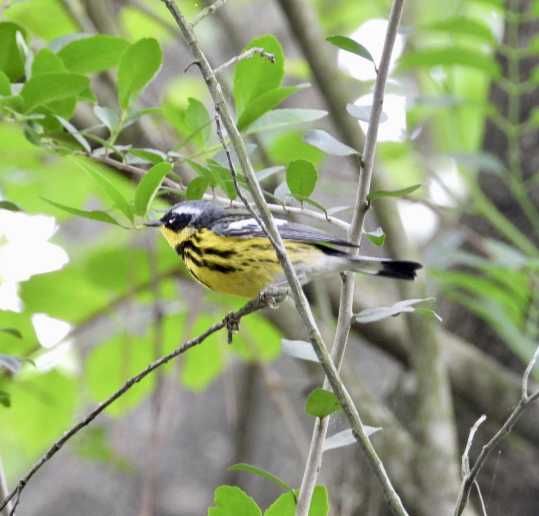 Magnolia Warbler - ML634698934