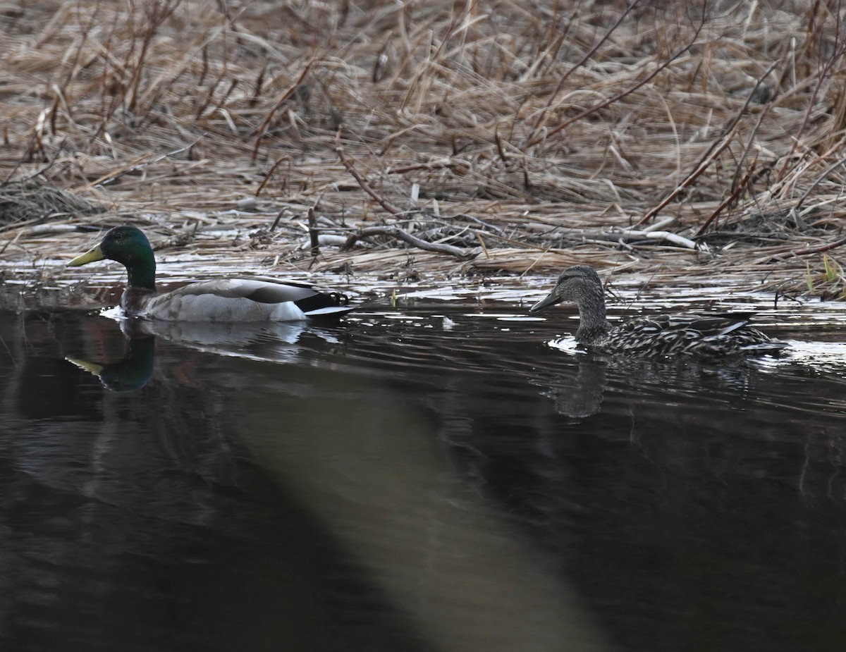 Canard colvert - ML634699012