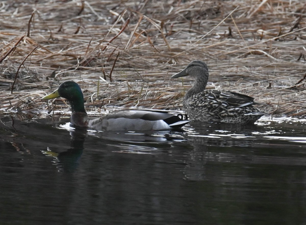 Canard colvert - ML634699013