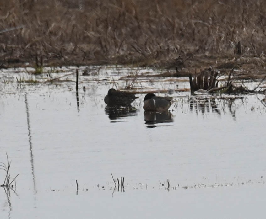 Sarcelle d'hiver - ML634699035