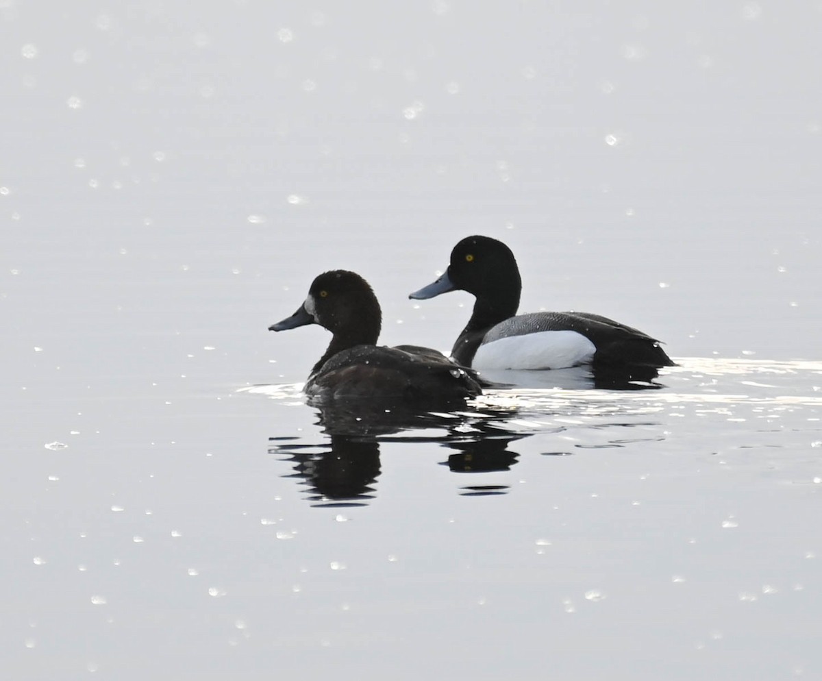 Fuligule milouinan - ML634699046