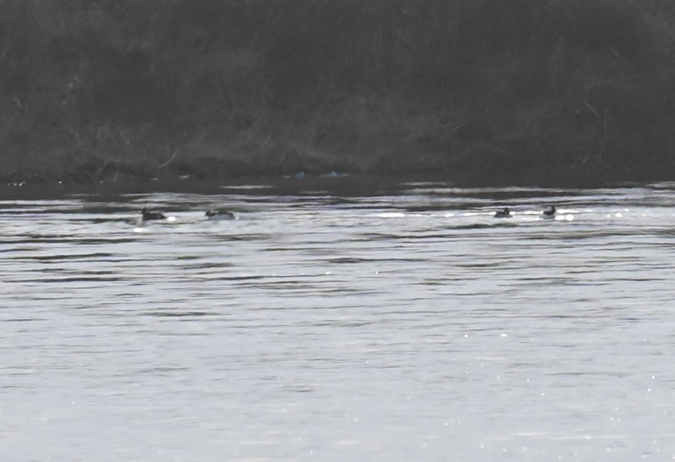 Petit Garrot - ML634699065