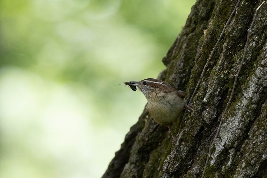 Carolina Wren - ML634699068