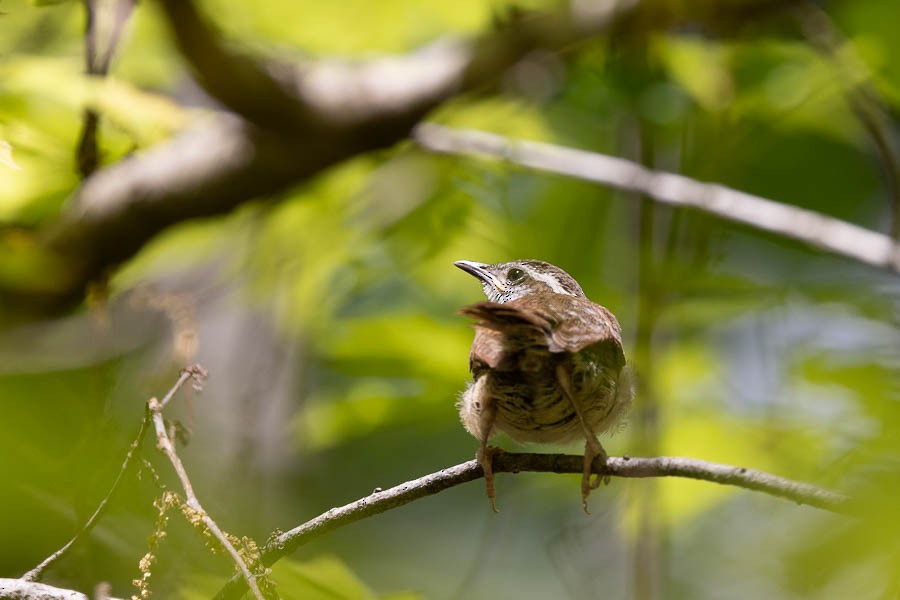 Carolina Wren - ML634699069