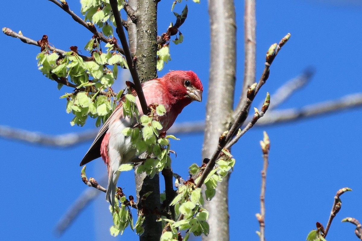 Purple Finch - Chris Gilbert