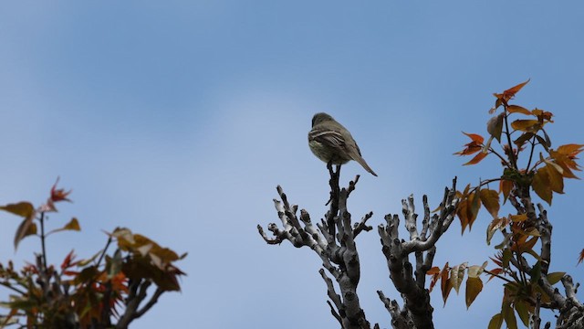 Hammond's Flycatcher - ML634699132