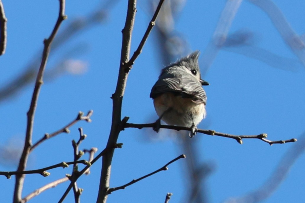Tufted Titmouse - ML634699172