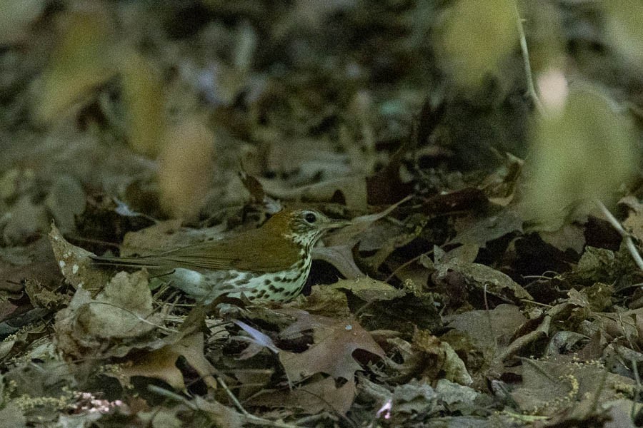 Wood Thrush - ML634699183