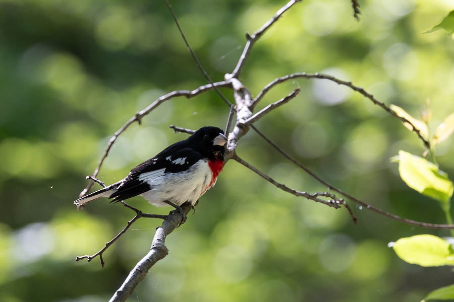 Rose-breasted Grosbeak - ML634699257