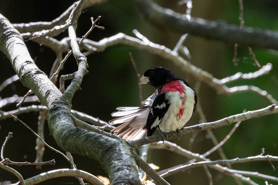 Rose-breasted Grosbeak - ML634699258