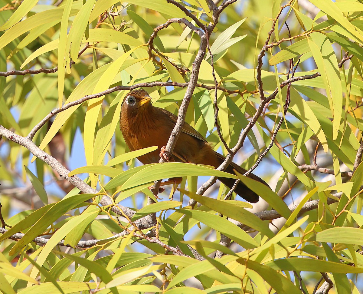Charlatán Canoro - ML634699417