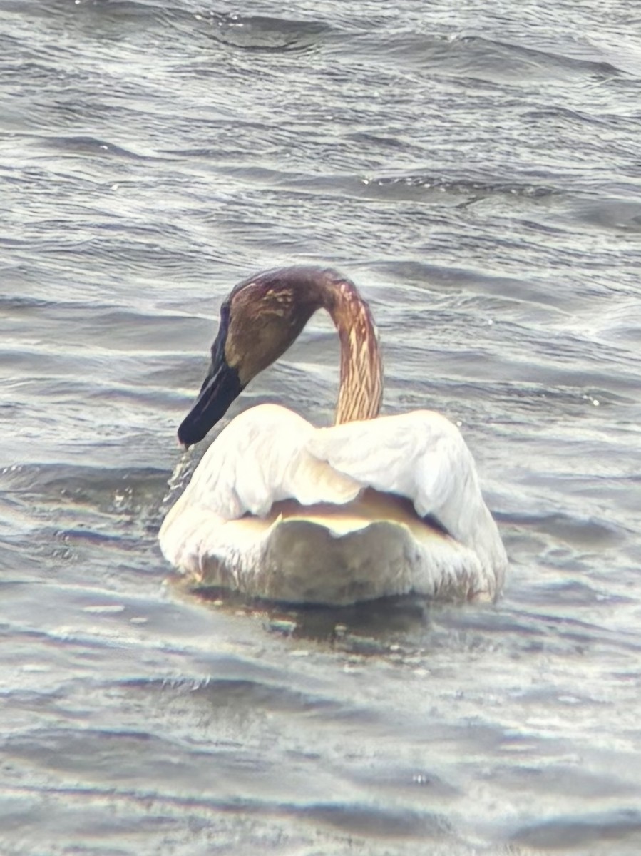 Trumpeter Swan - ML634699431