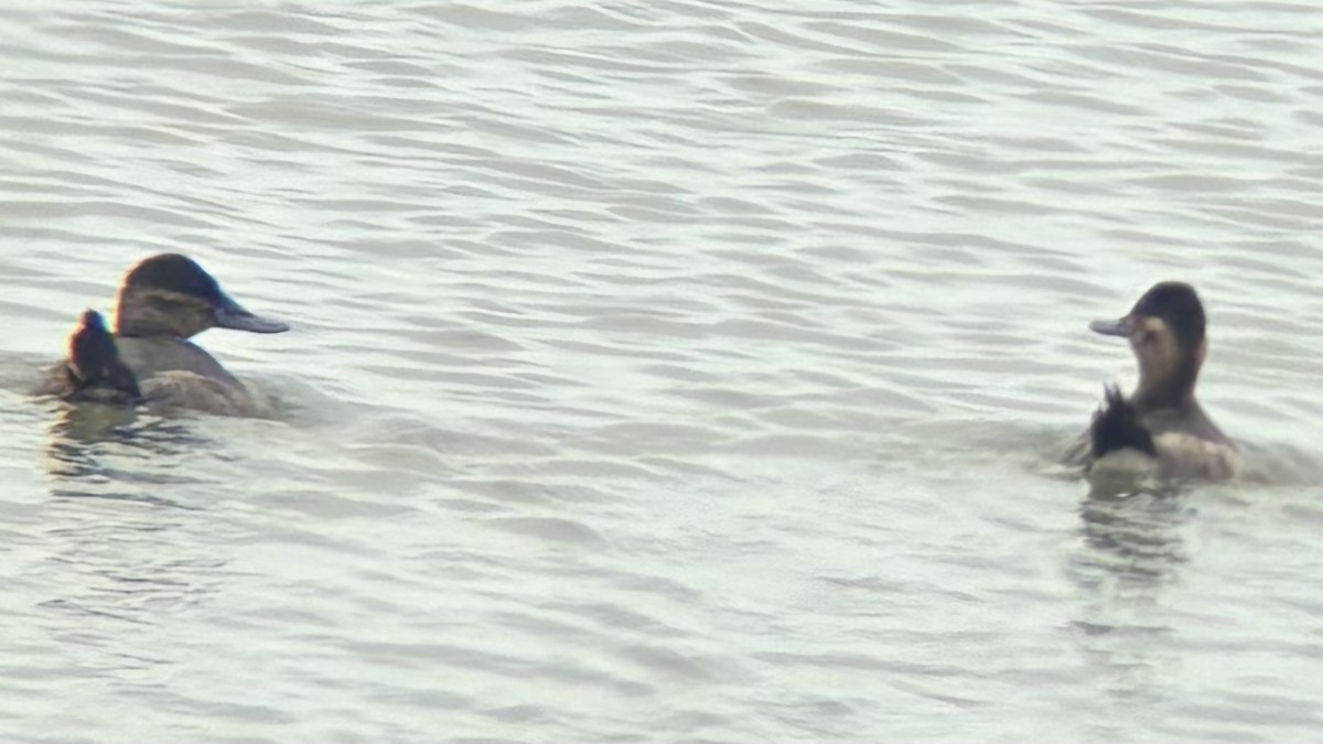 Ruddy Duck - ML634699459