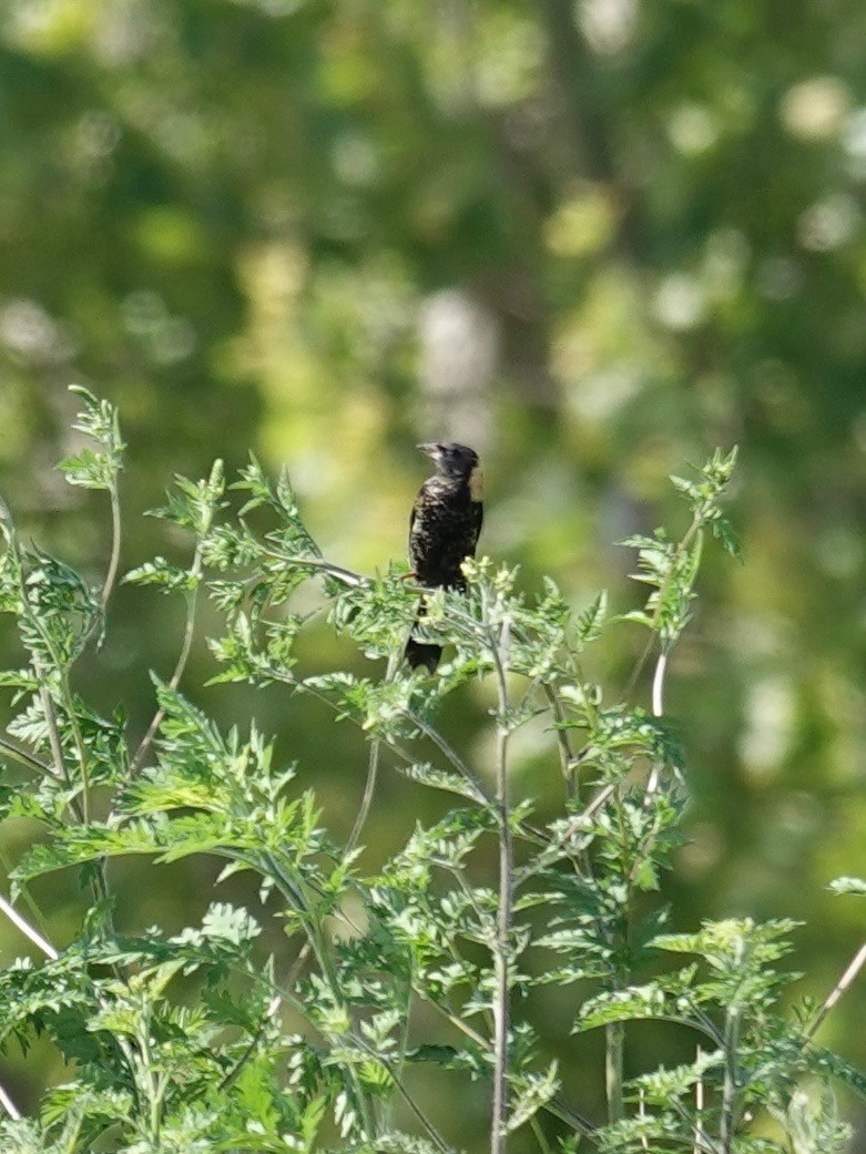 Bobolink - ML634699461