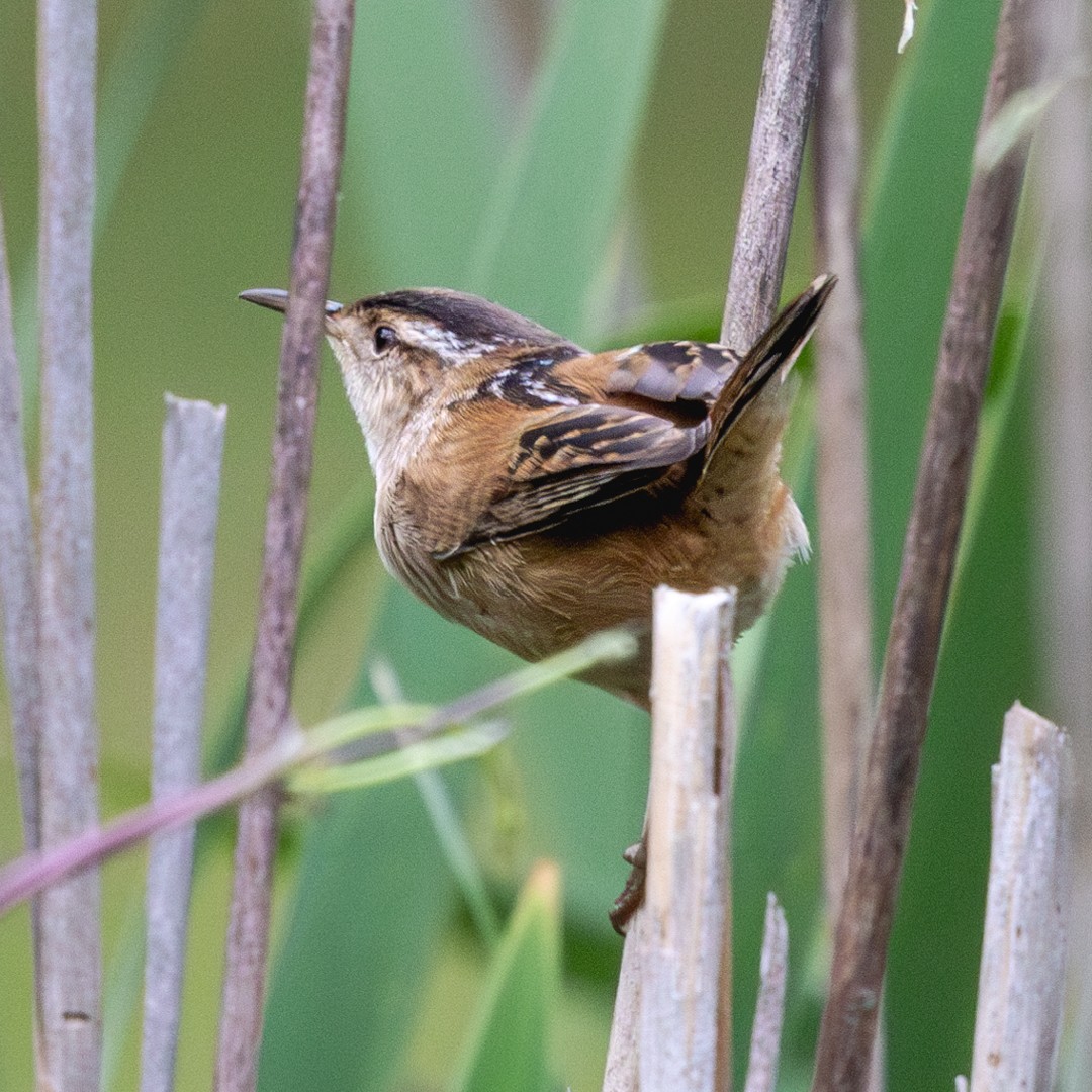 Marsh Wren - ML634699463