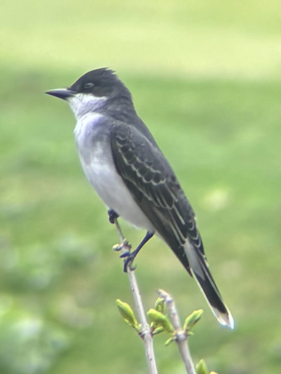 Eastern Kingbird - ML634699484