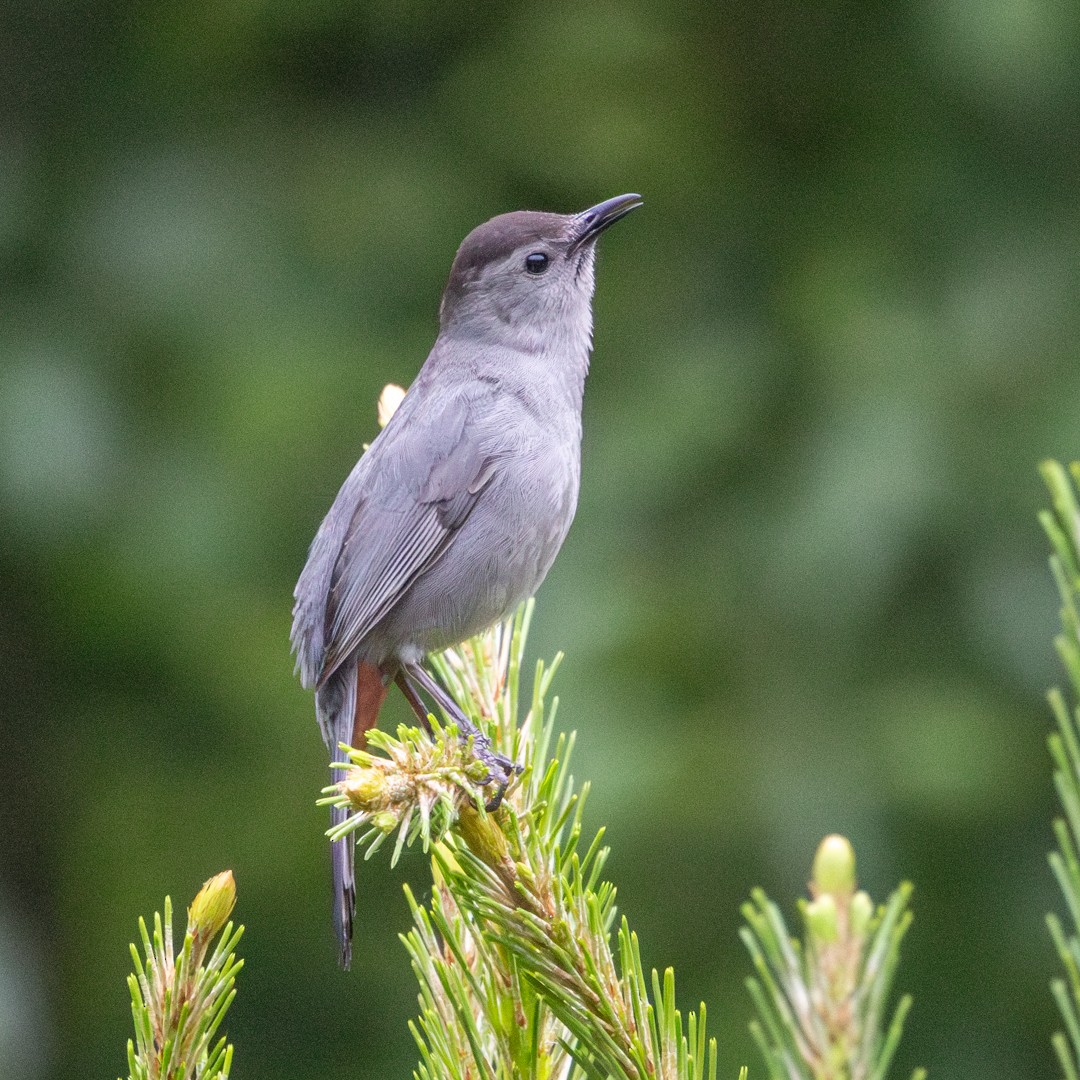 Gray Catbird - ML634699491