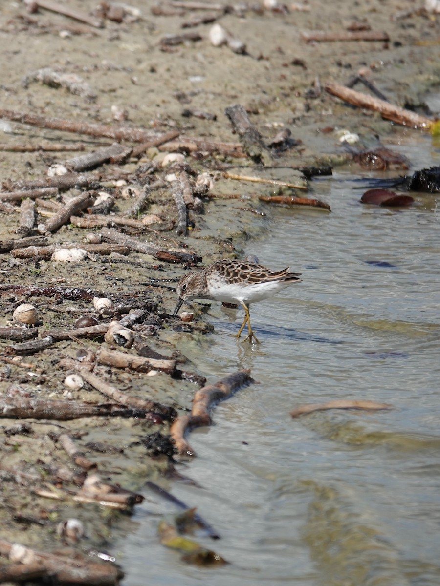 Least Sandpiper - ML634699498