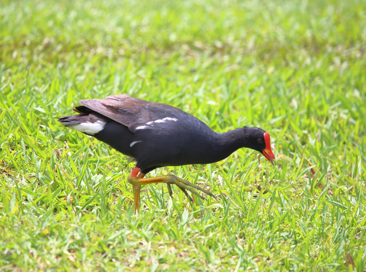 Gallineta Americana - ML634699535