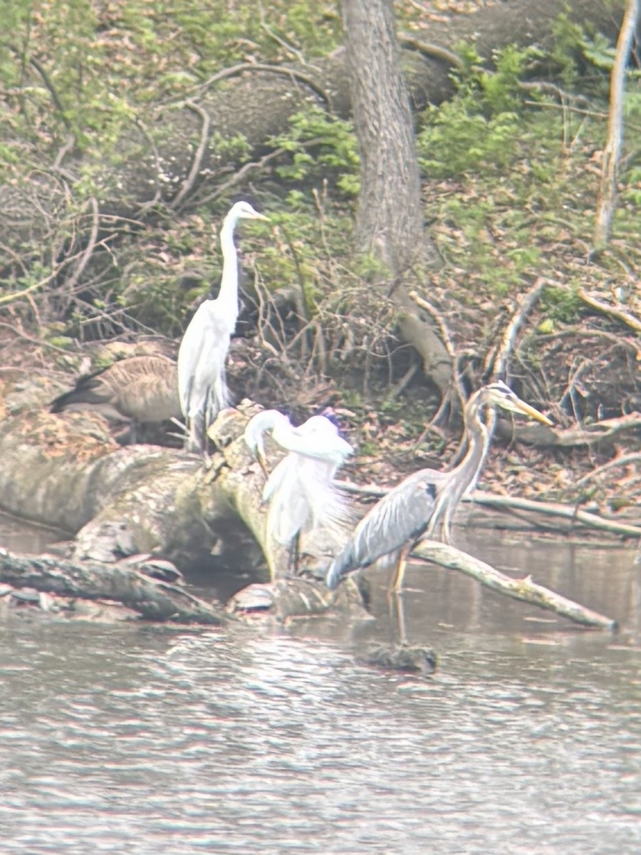 Great Blue Heron - ML634699573