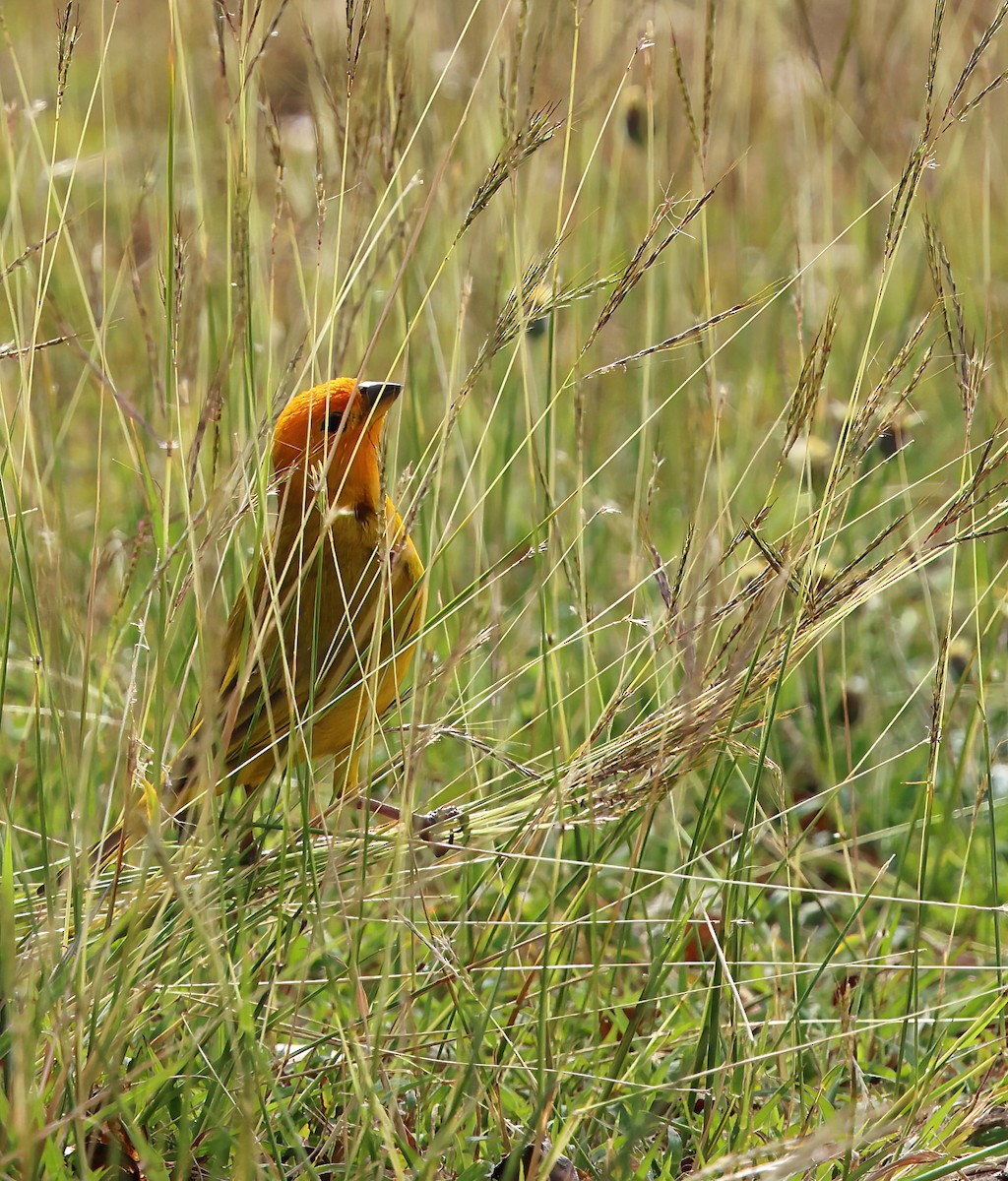 Chirigüe Azafranado - ML634699588