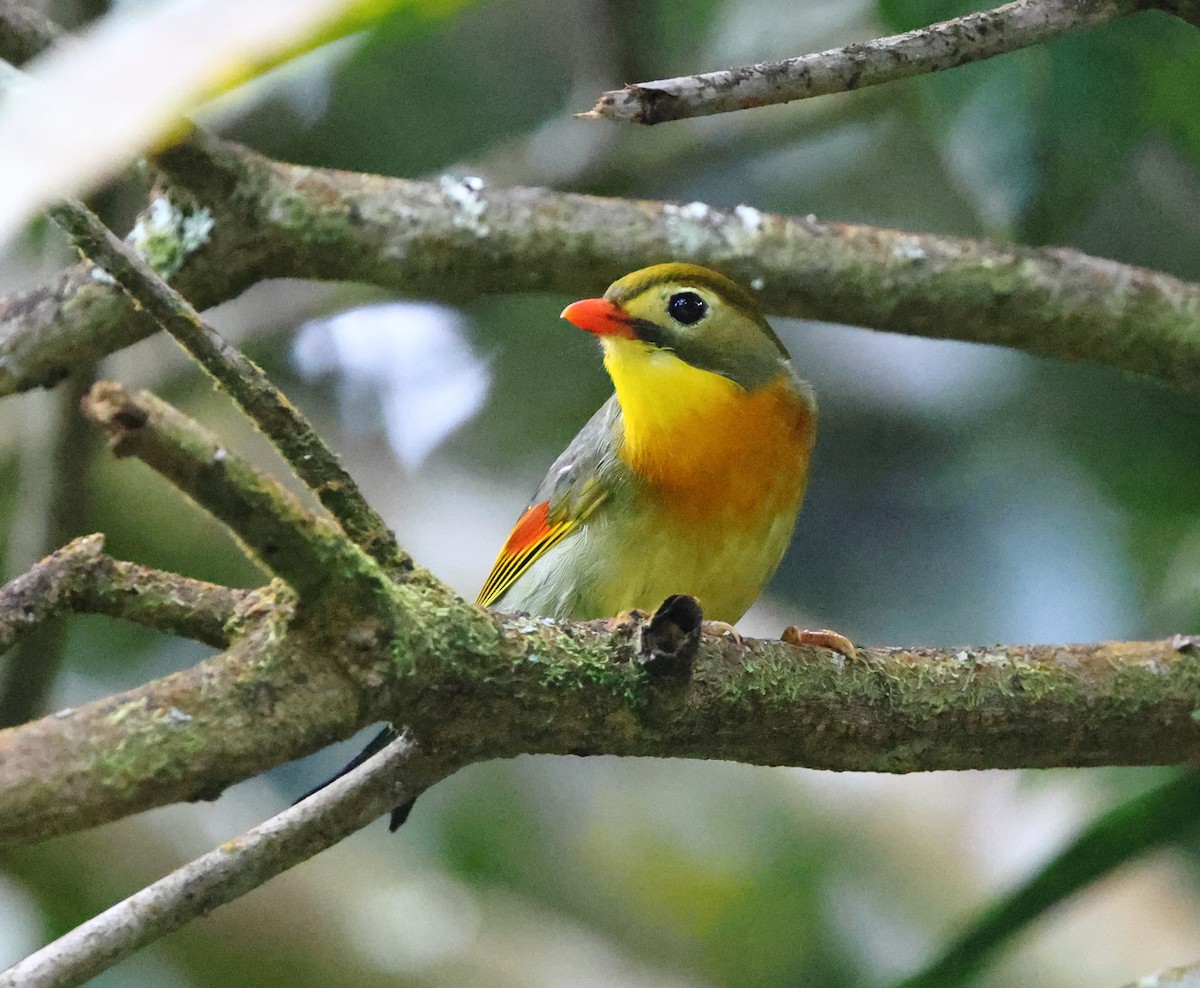 Leiótrix Piquirrojo - ML634699676