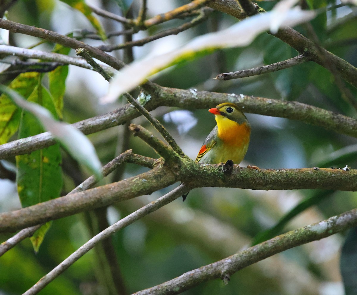 Leiótrix Piquirrojo - ML634699677