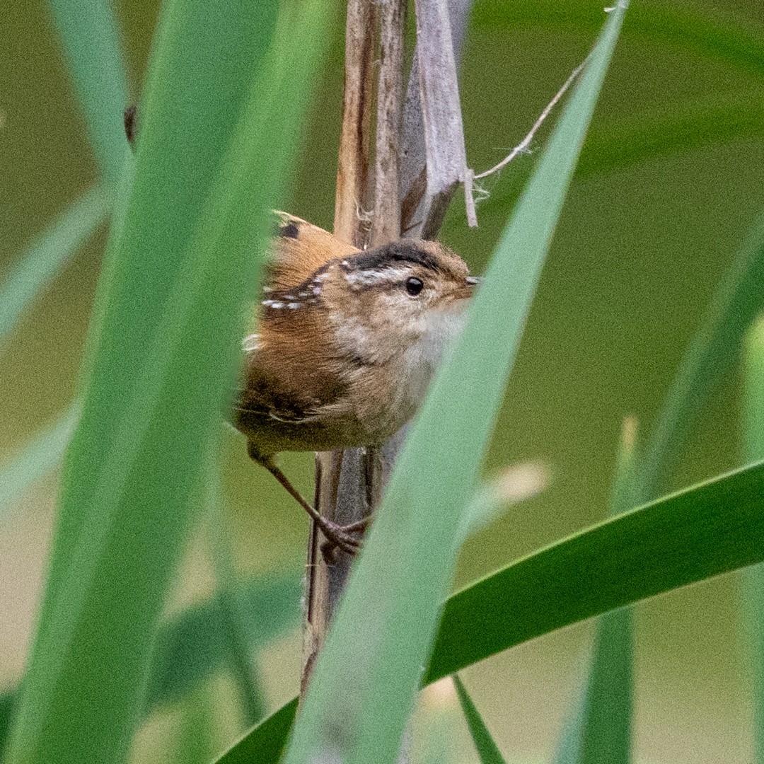 Marsh Wren - ML634699681