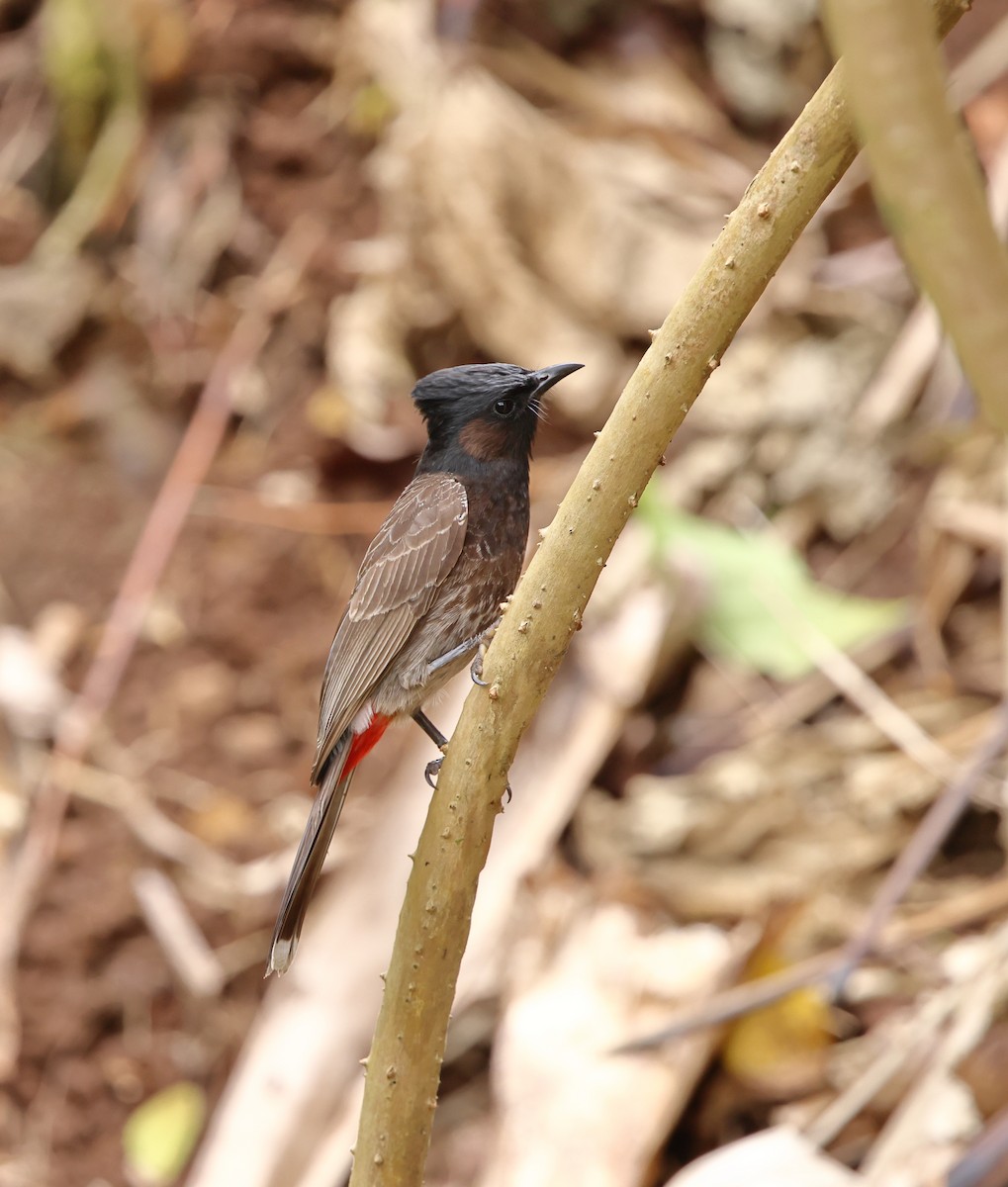 Bulbul Cafre - ML634699700