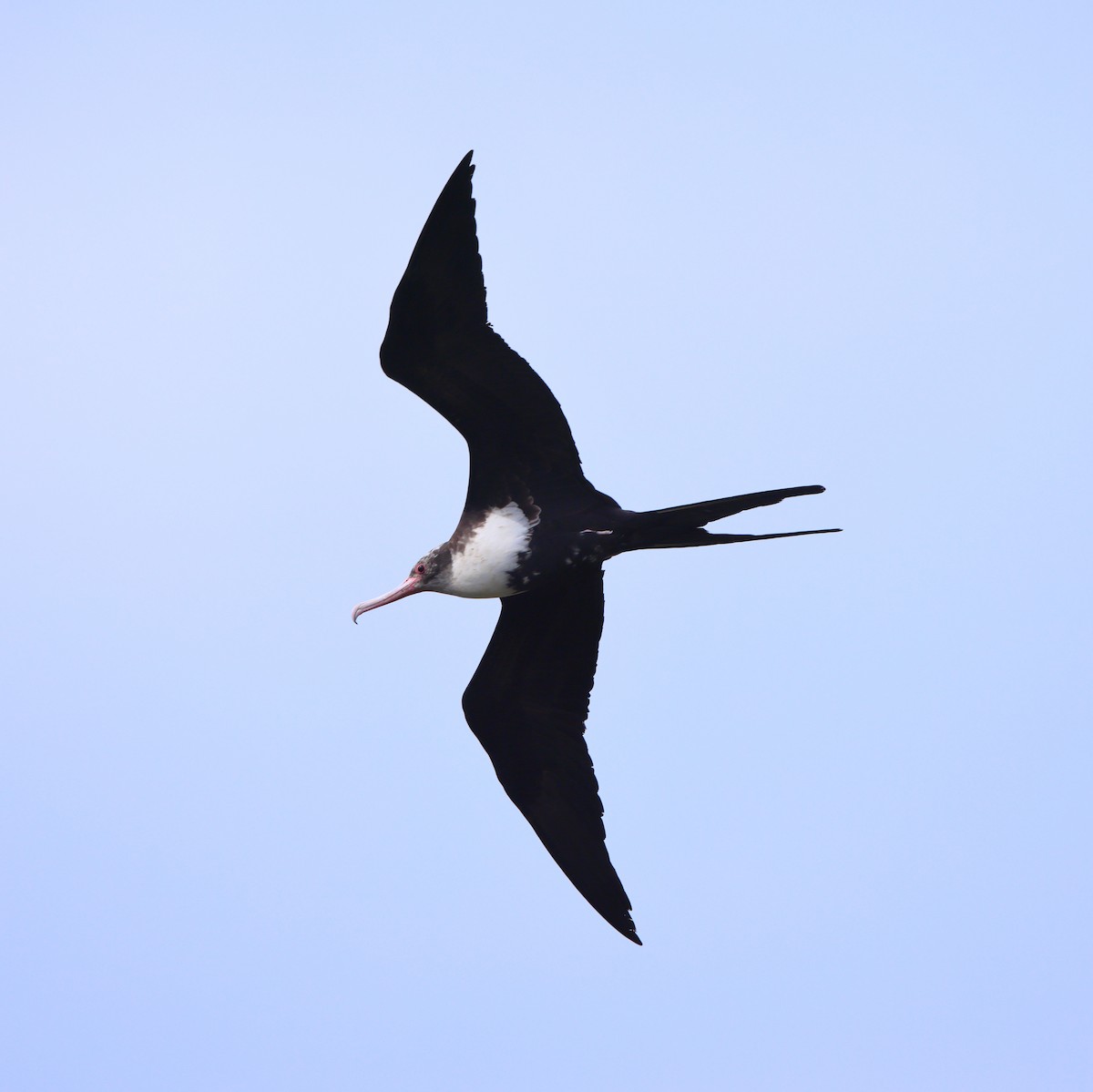 Rabihorcado Grande - ML634699734