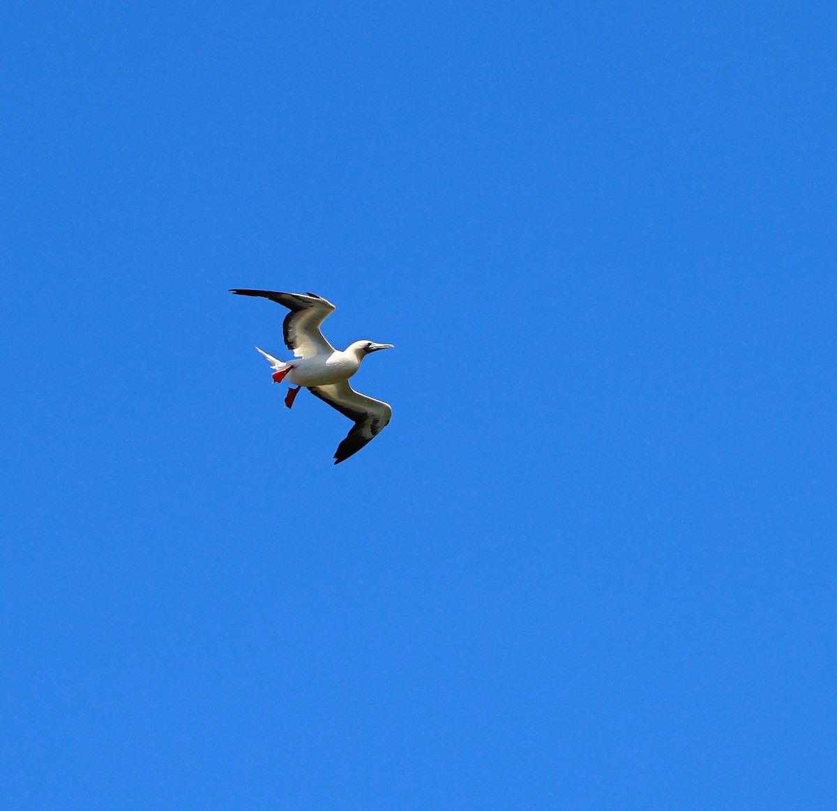 Piquero Patirrojo - ML634699747