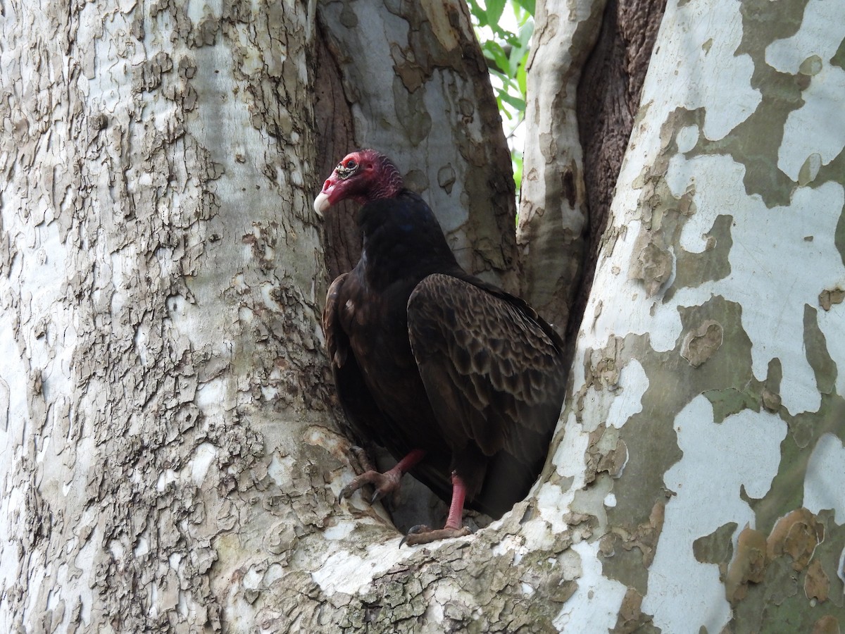 Turkey Vulture - ML634699768
