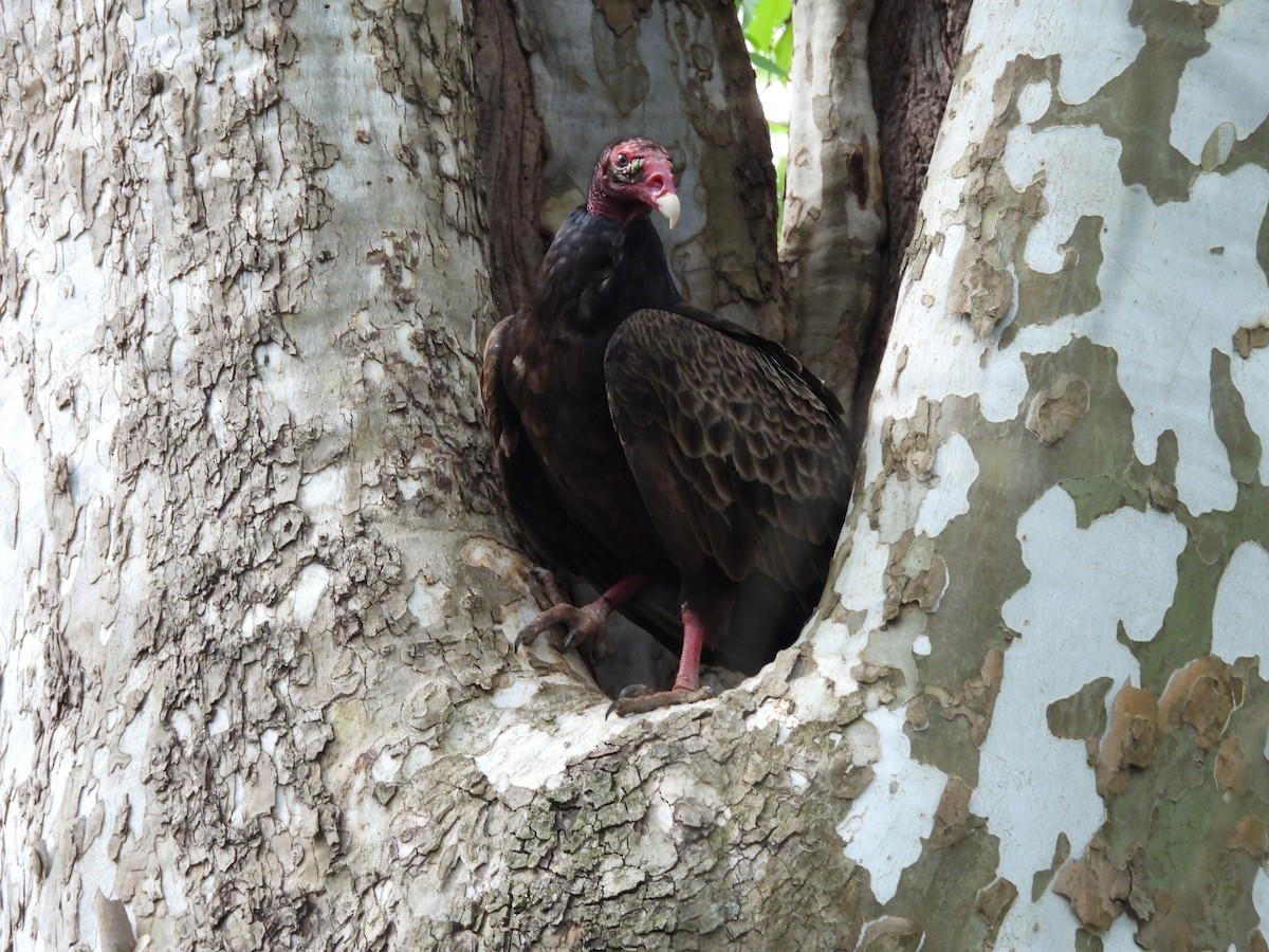 Turkey Vulture - ML634699769