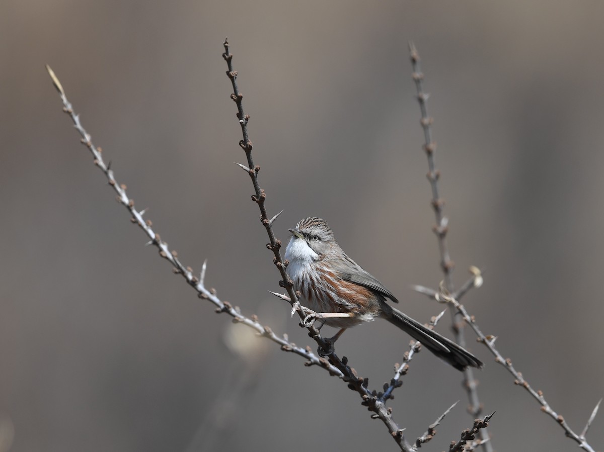 Beijing Babbler - ML634699776