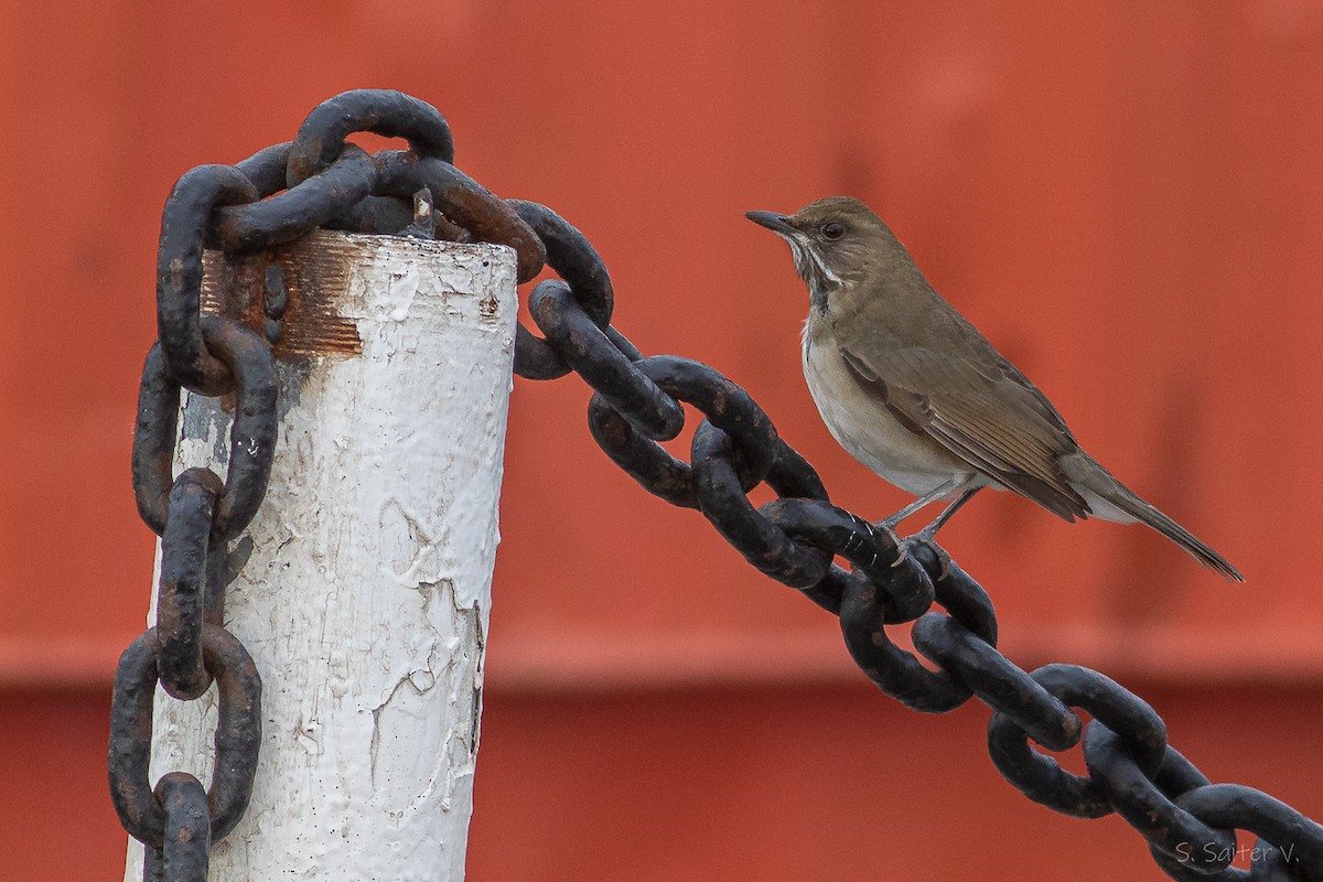 Кремовобрюхий дрозд - ML634699839