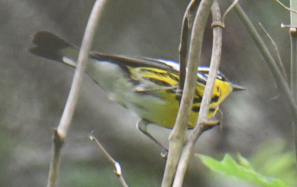 Magnolia Warbler - ML634699929