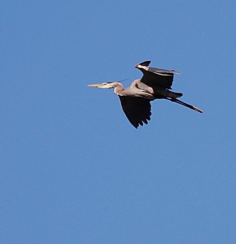 Great Blue Heron - ML634699933