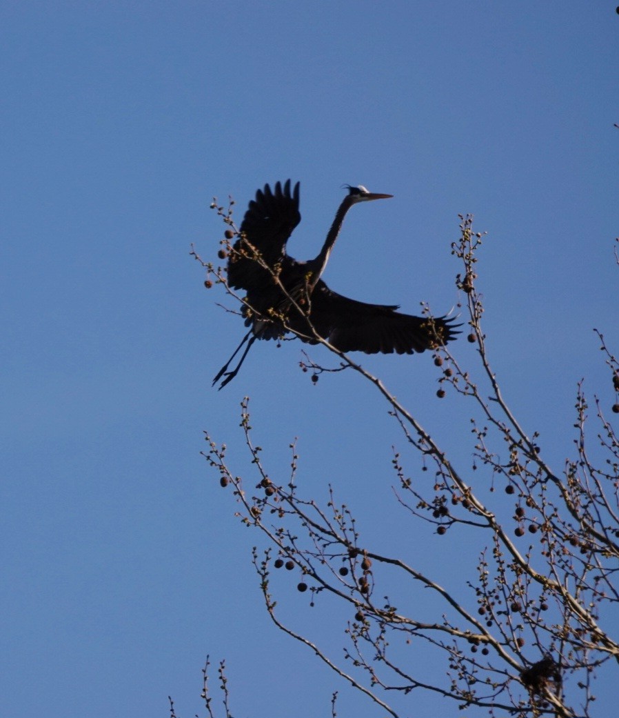 Great Blue Heron - ML634699934