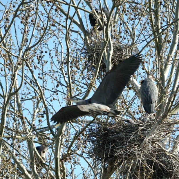 Great Blue Heron - ML634699935