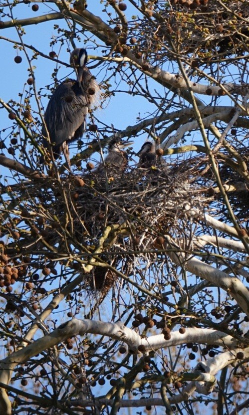 Great Blue Heron - ML634699936