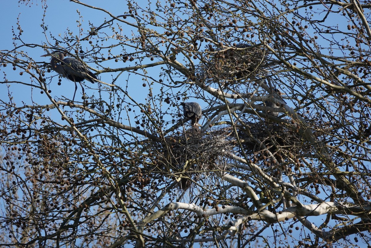Great Blue Heron - ML634699938
