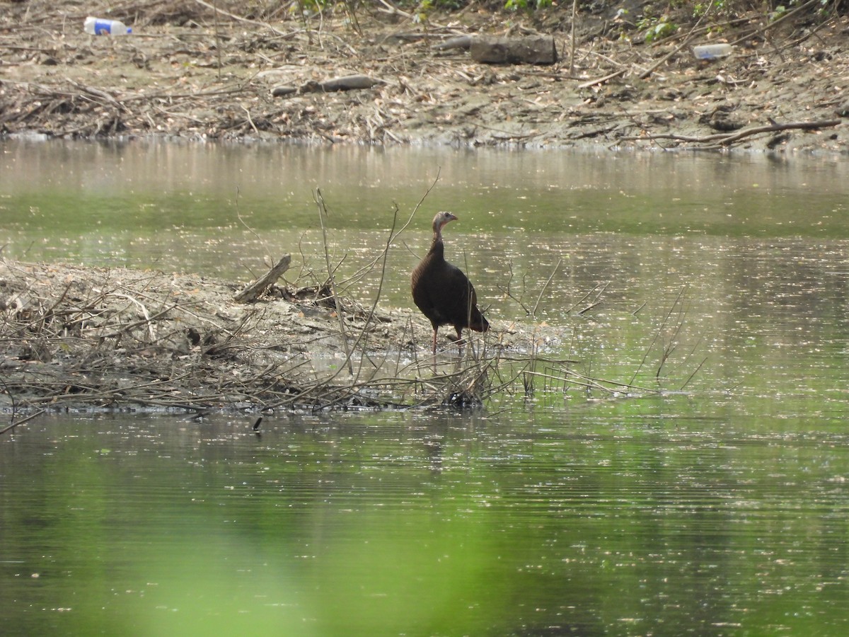 Tacchino selvatico - ML634700015