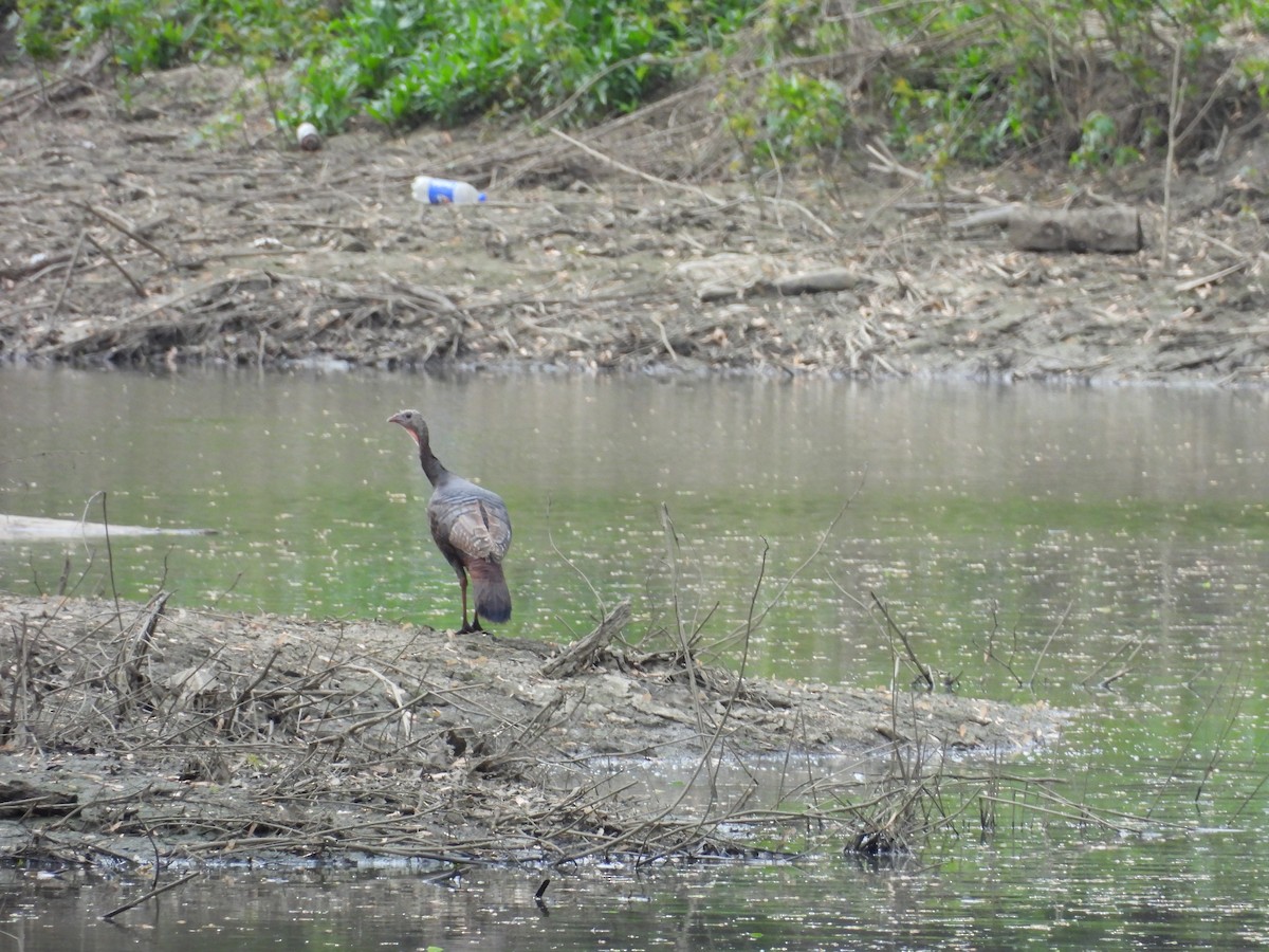 Tacchino selvatico - ML634700016