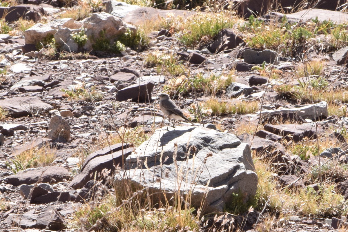 Cinereous Ground-Tyrant - ML634700071