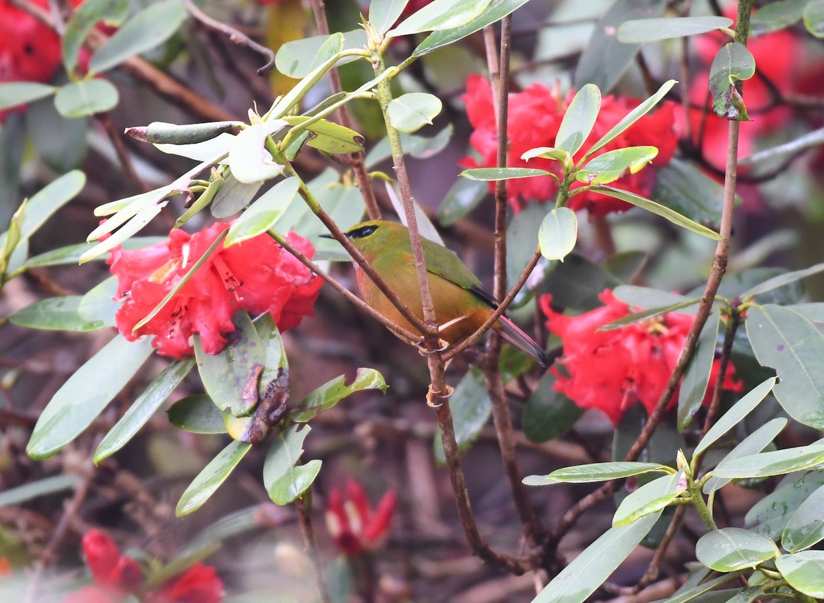 Fire-tailed Myzornis - ML634700079